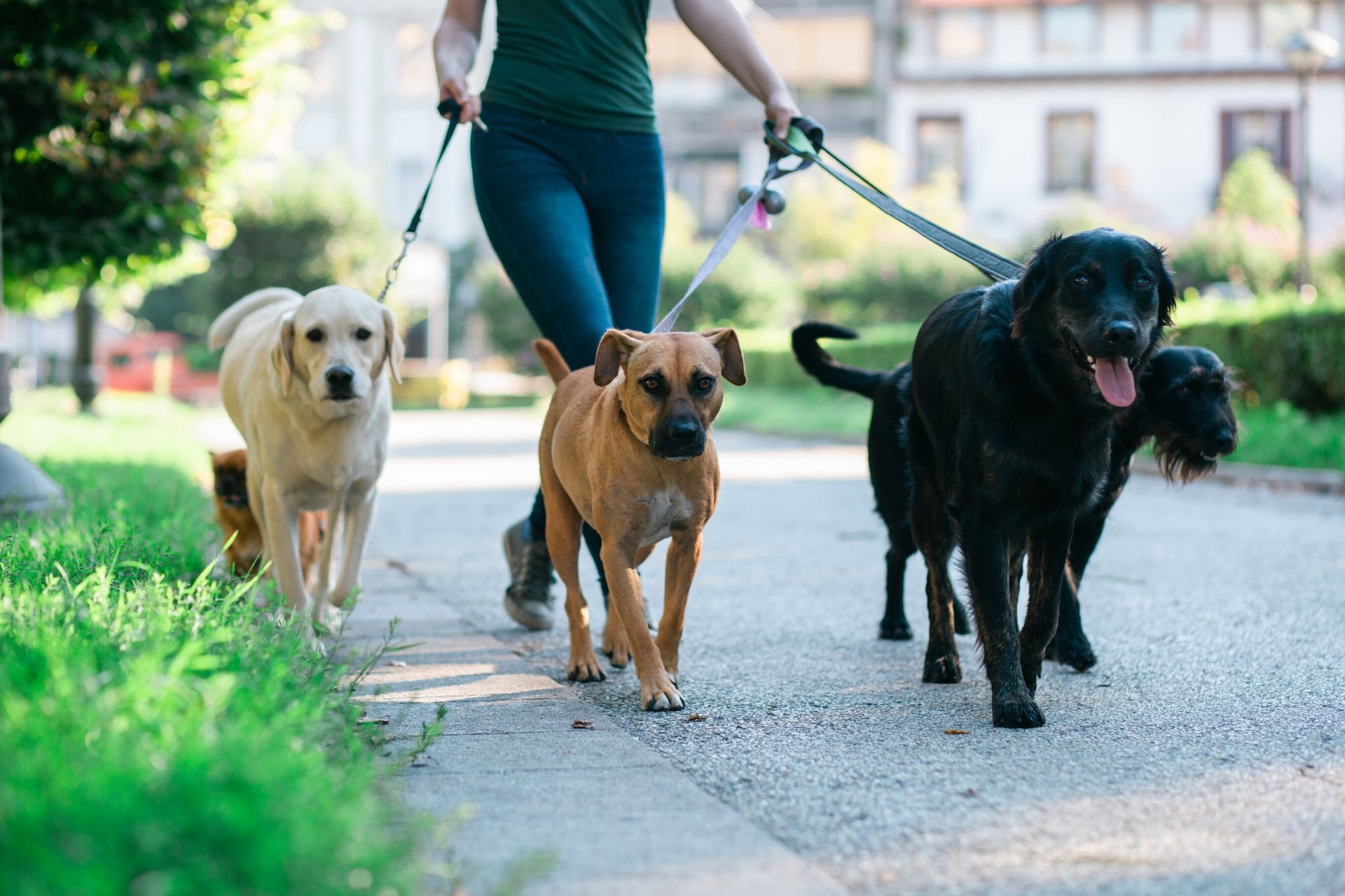 a group of dogs walking on leashes